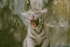 Wild_Thoughts_Tory_Lanez_Cover