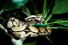 AMAZON BASIN: THE LAST FRONTIER