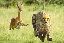 thundercat-tame-impala-no-more-lies-single