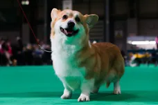 Crufts 2023 - Day Two