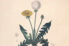 https___images.genius.com_710ab6e22c56b58f195159af10edafff.1000x1000x1