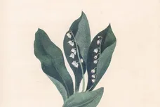 snoh-aalagra-sweet-tea