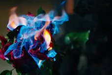 boldy james dead flowers