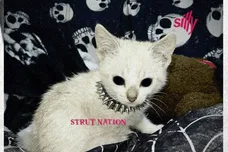 tisakorean strut nation