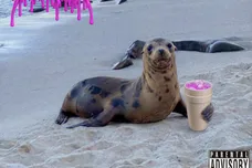 i love seals bleood