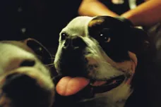 bulldawg-kenny-mason