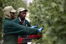 Luke Dray/Getty Images