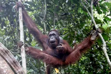 Chris Jackson - Pool/Getty Images