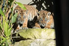 Mark Kolbe/Getty Images