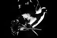 Victor Victor Worldwide/Republic Records