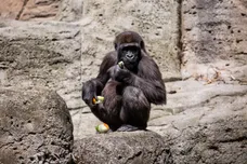 Europa Press News/Getty Images