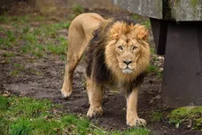 Joe Maher/Getty Images