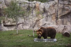 Photo by Scott Olson/Getty Images