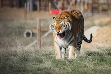 Marc Piscotty/Getty Images