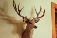 Marc Piscotty/Getty Images