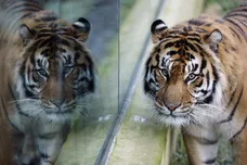 Dan Kitwood/Getty Images