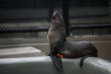 Justin Sullivan/Getty Images