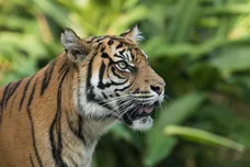 Mark Kolbe/Getty Images