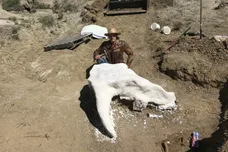 Photo via Fossil Excavators