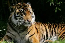 Justin Sullivan / Staff / Getty Images