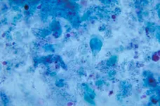 Smith Collection/Gado/Getty Images