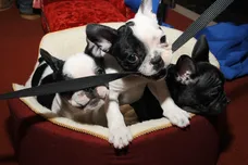 Gary Gershoff/Getty Images