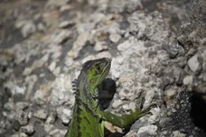 Joe Raedle/Getty Images