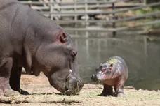 Handout / Getty Images