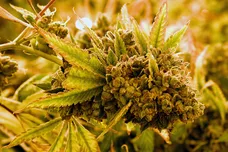 Ethan Miller/Getty Images