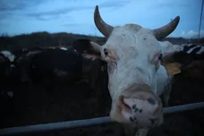 Joe Raedle / gettyimages