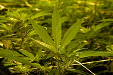 Ethan Miller / Getty Images