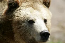 Justin Sullivan/Getty Images