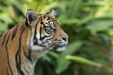 Mark Kolbe/Getty Images