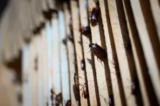 WANG ZHAO/AFP/Getty Images