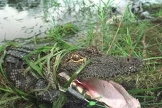 Robert King/Newsmakers/Getty Images