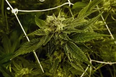 Ethan Miller/Getty Images