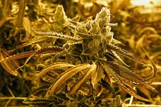 Ethan Miller/Getty Images