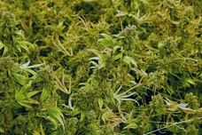 Ethan Miller/Getty Images