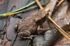 Sean Gallup/Getty Images