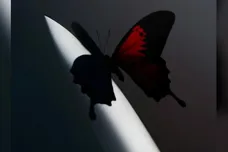 Image via Post Malone