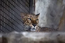 Taylor Weidman/Getty Images