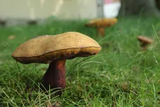 Sean Gallup/Getty Images