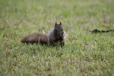 Chung Sung-Jun / Getty Images