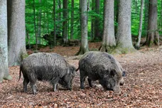 Arterra/Universal Images Group via Getty Images