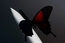 Image via Post Malone