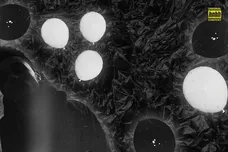 Image via The Weeknd/HNHH