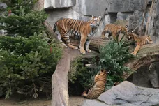 Sean Gallup / Getty Images