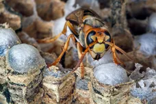 Arterra/Universal Images Group via Getty Images