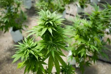 Drew Angerer/Getty Images