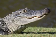 Chris Graythen/Getty Images